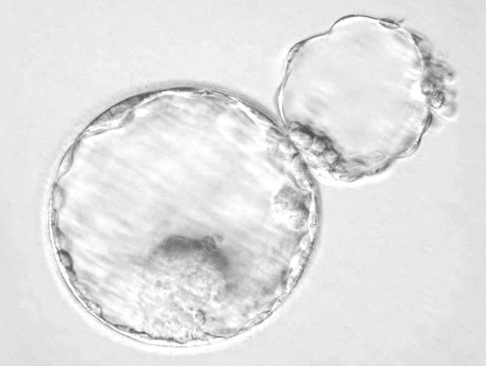 胚胎輔助性孵化